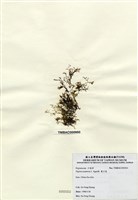 藏品(巢沙菜)的圖片